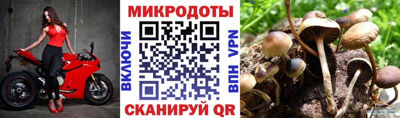 Купить  Донской  Галлюциногенные грибы мицелий 